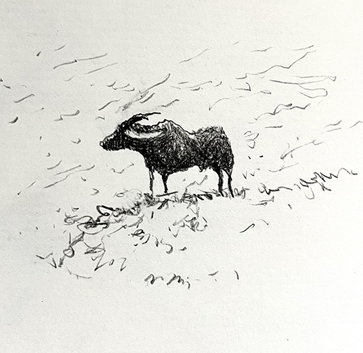 buf