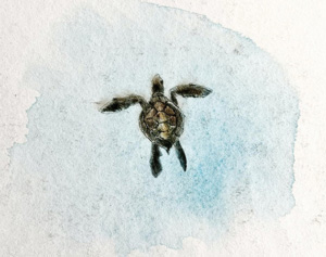 mexique-tortue2 Mexique - Tortue
